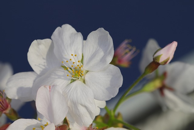 cherry-blossoms-5000242_640 (1).jpg