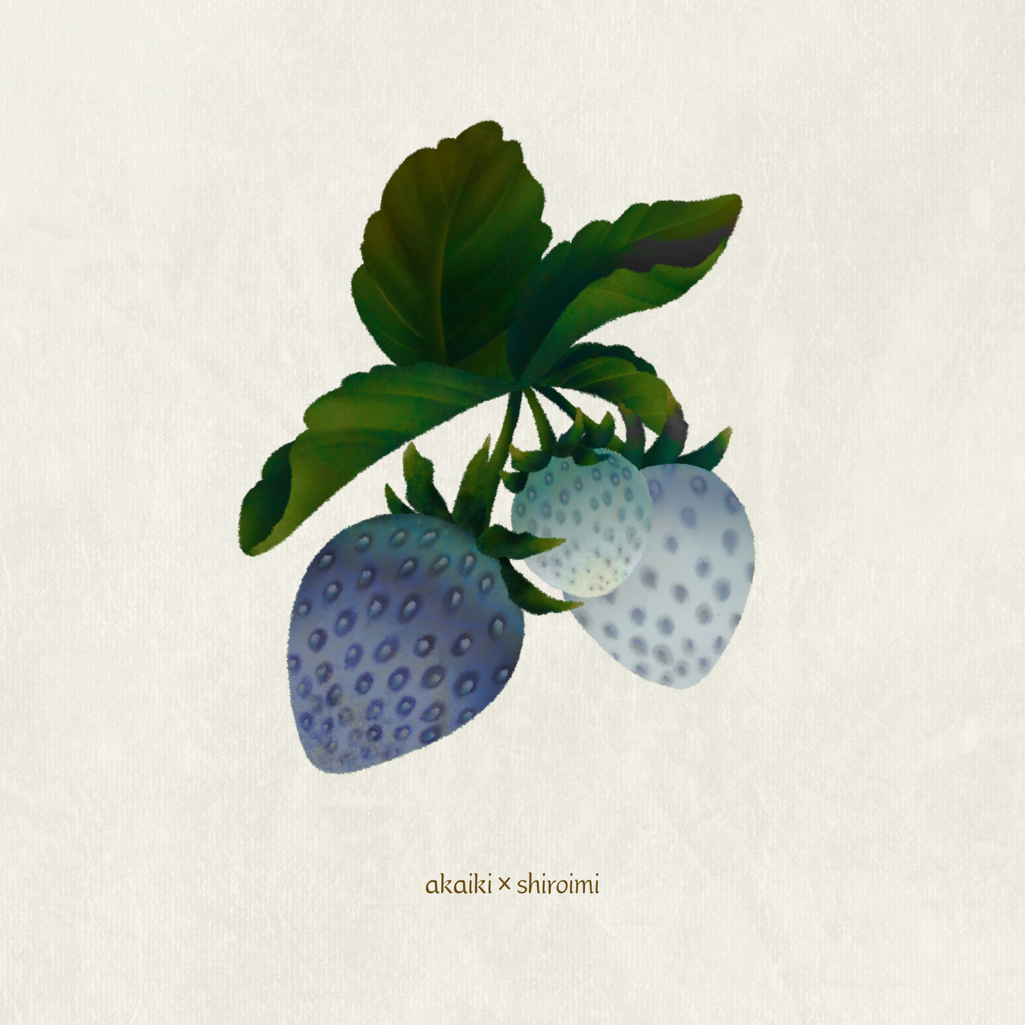 akaiki×shiroimi.png