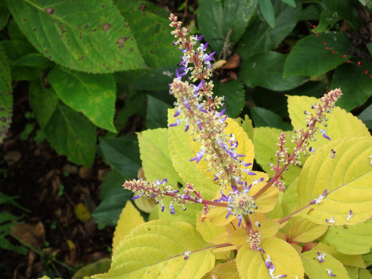 PA120727.JPG