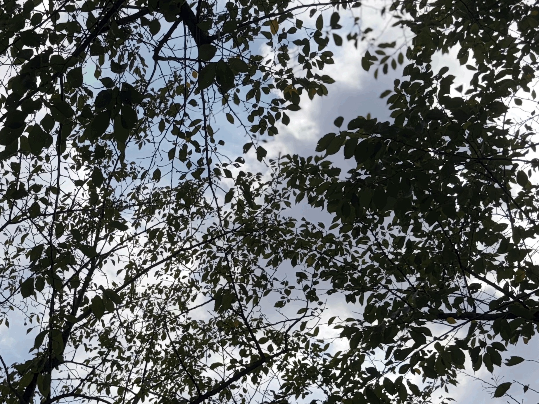 tempImage25BjI3.gif