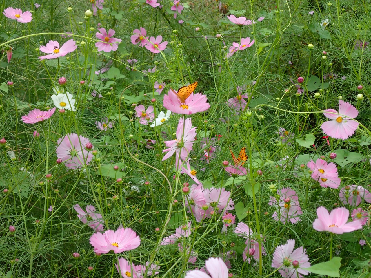 PA060205.JPG