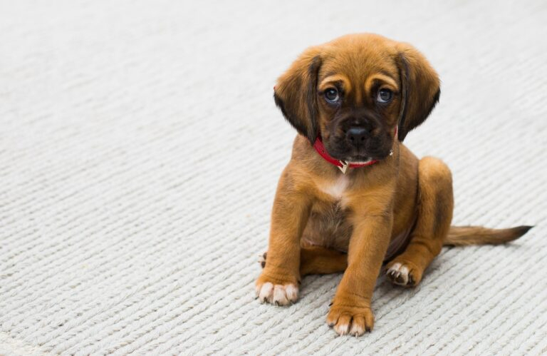 animal-1284307_1920-768x499.jpg