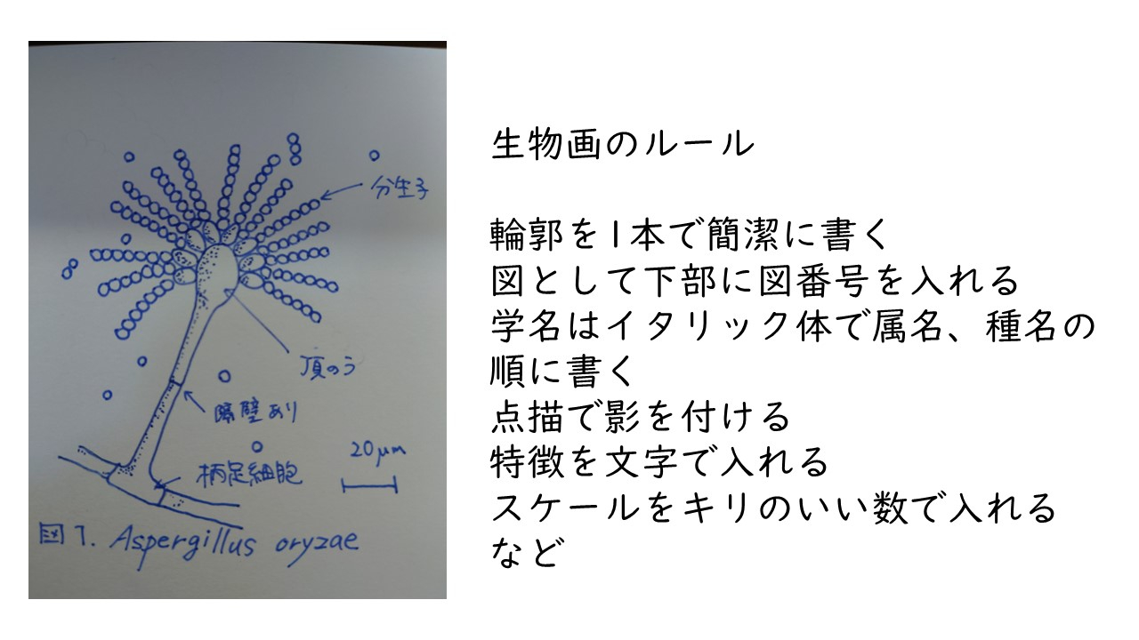生物画.jpg