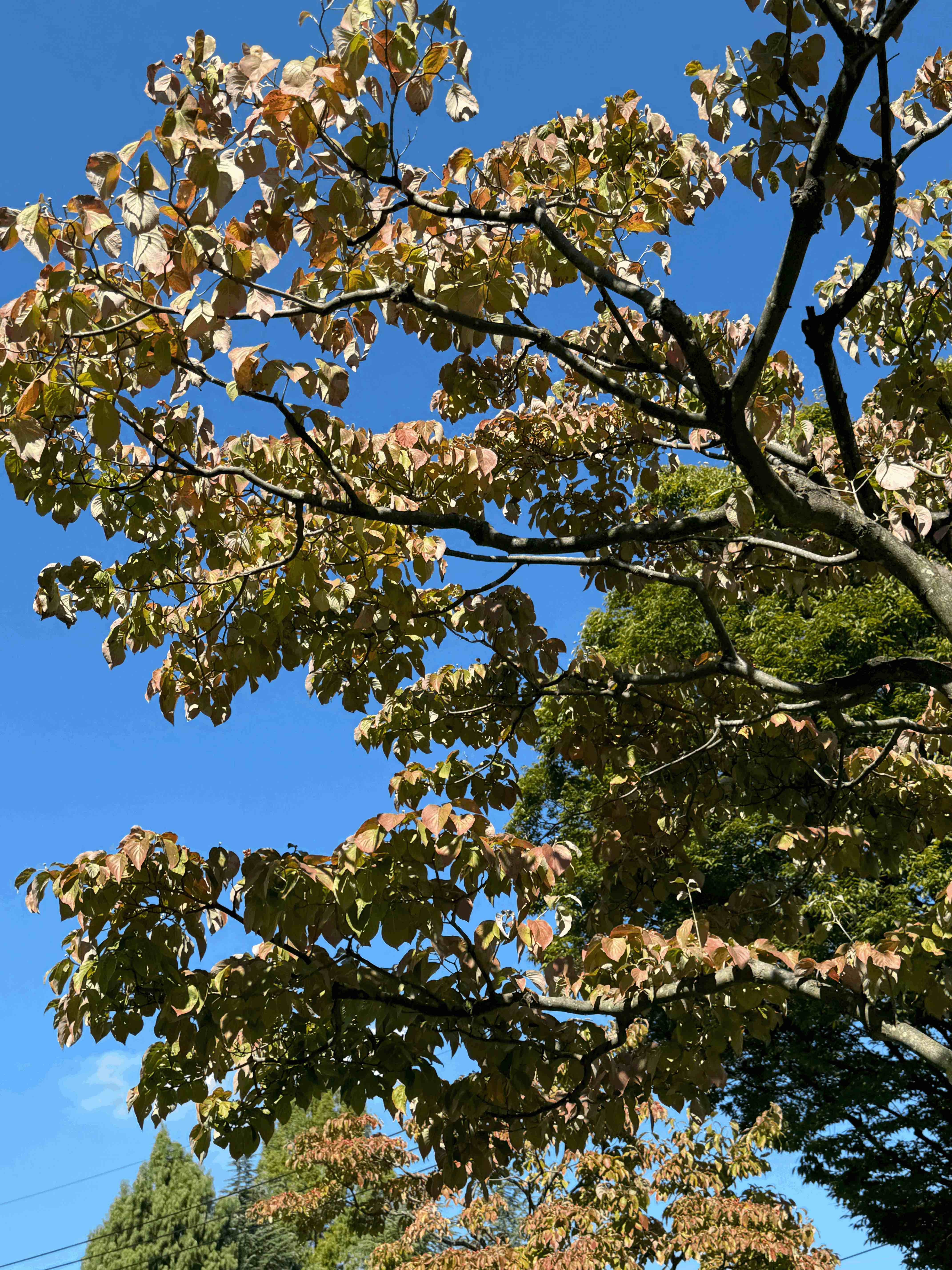 tempImageKcAuDl.gif
