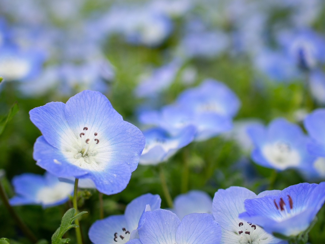 nemophila-4172894_1280.jpg