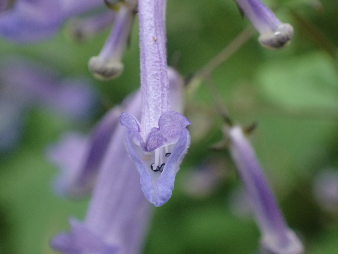 PA261164.JPG