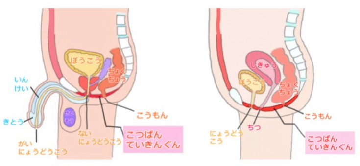 骨盤底筋.jpeg