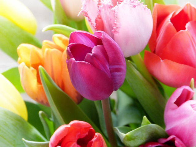 tulips-4039972_640.jpg