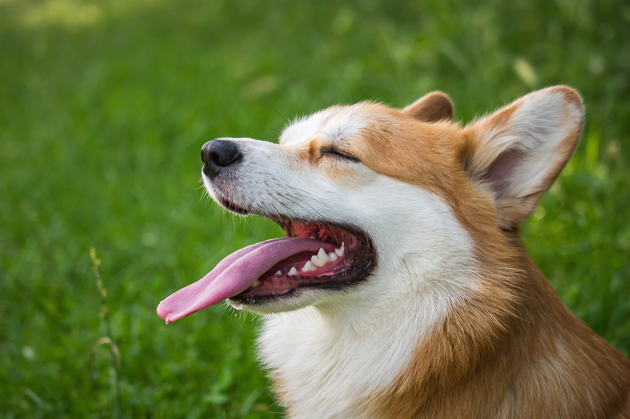 dog-6394502_1280.jpg