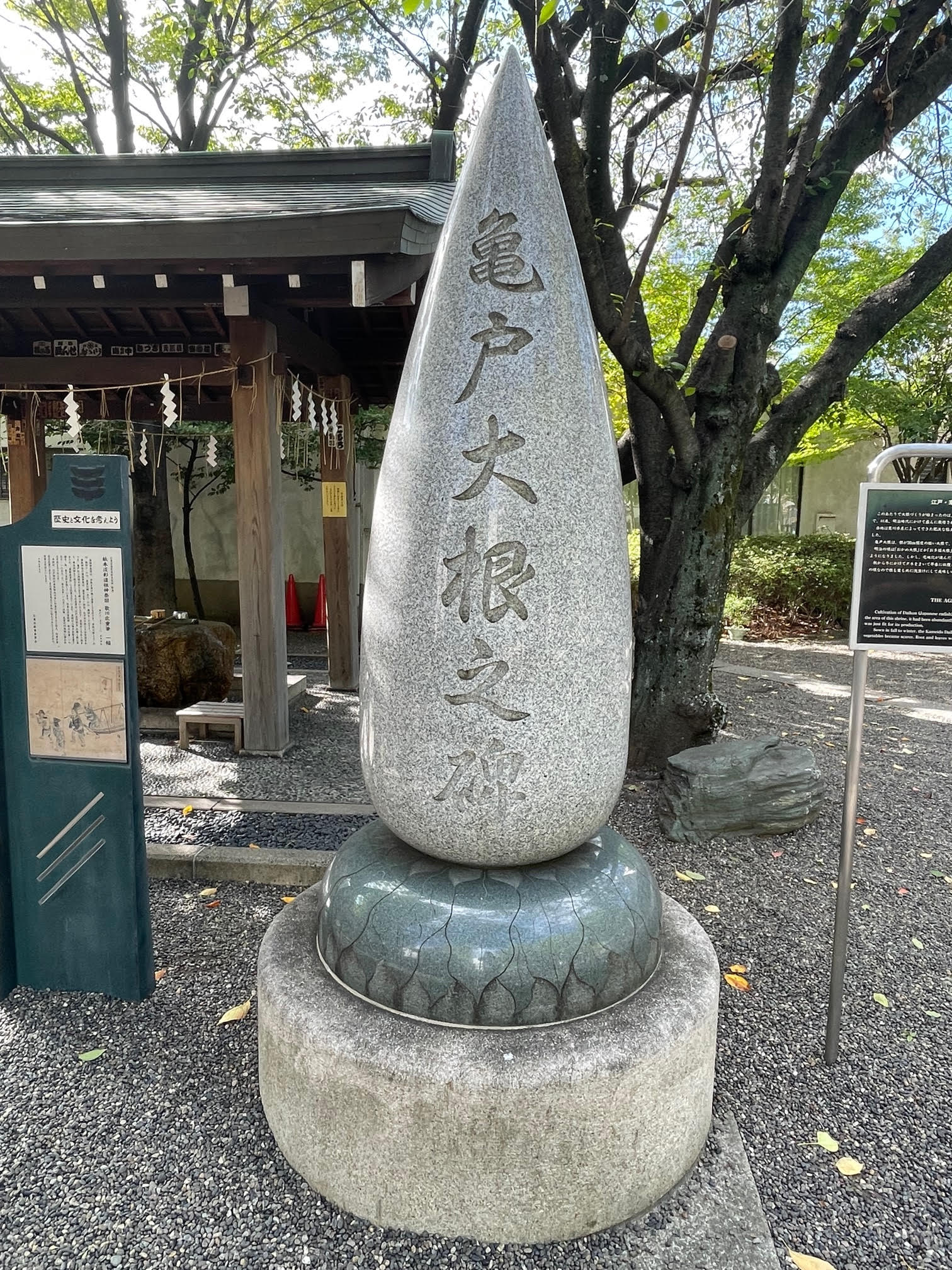 大根.jpg