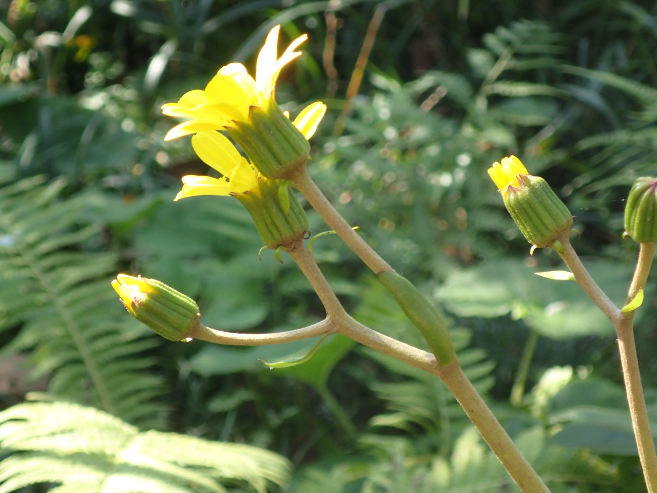 PB160627.JPG