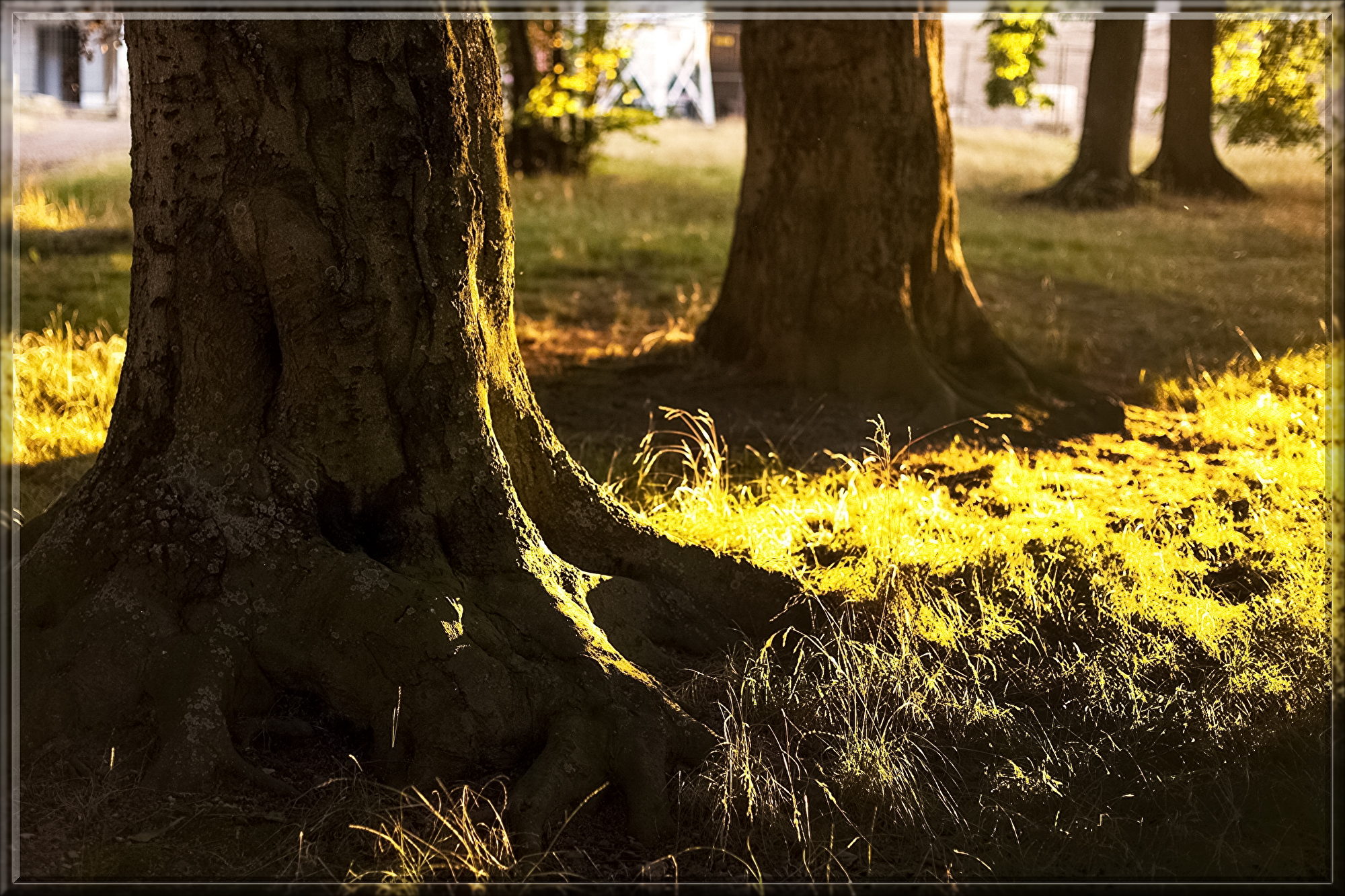 tree-1685603.jpg