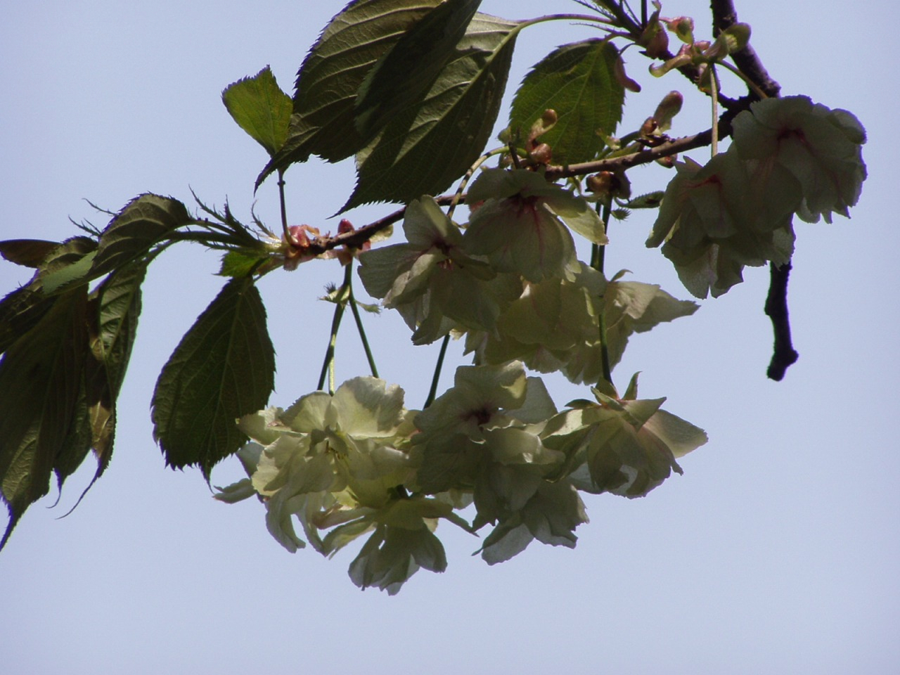 P1010068.JPG