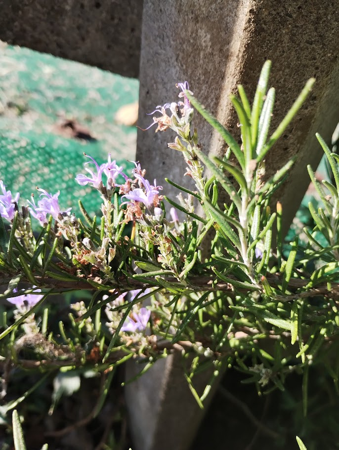 ローズマリーの花.jpg