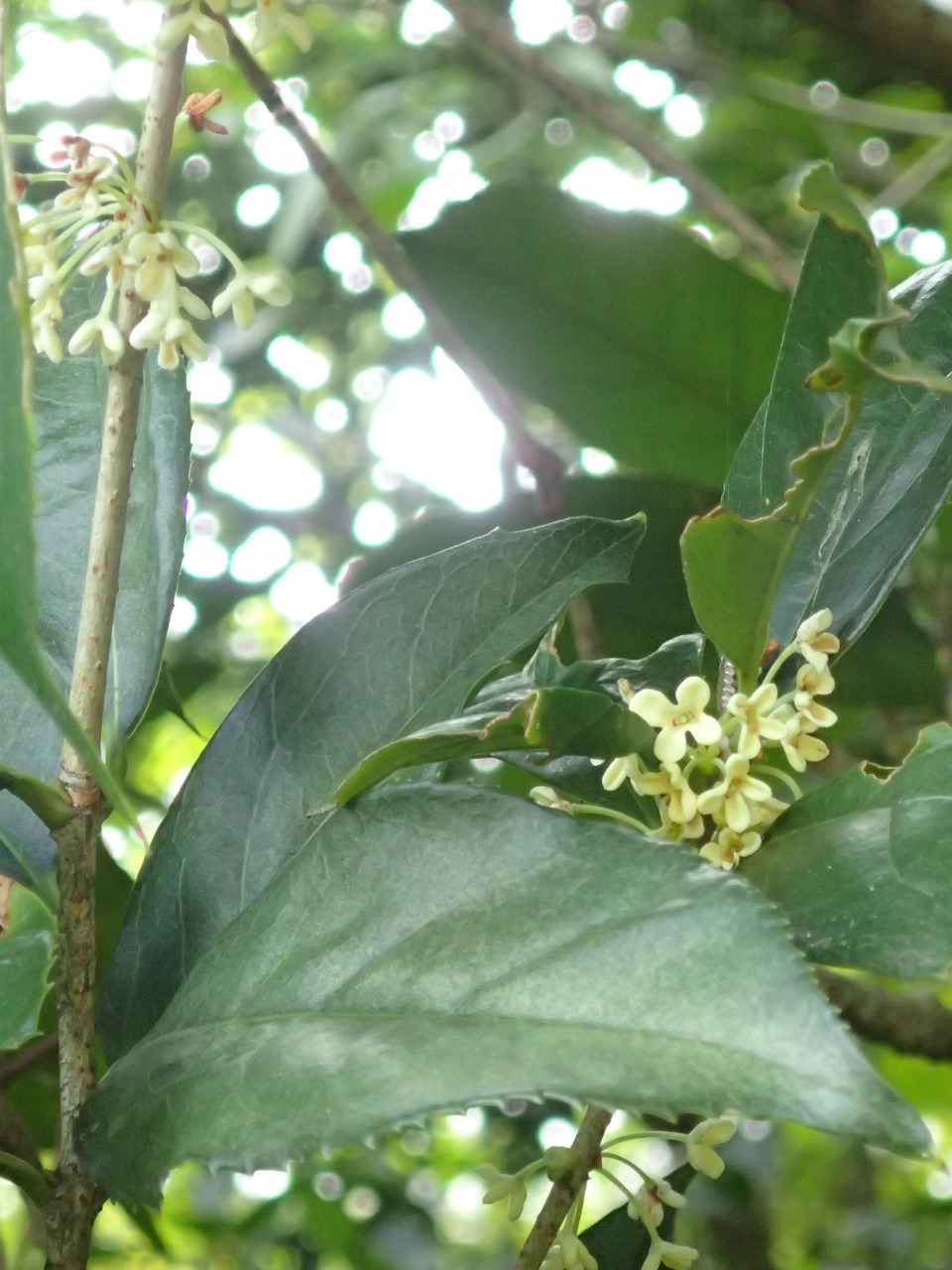 PA050188.JPG