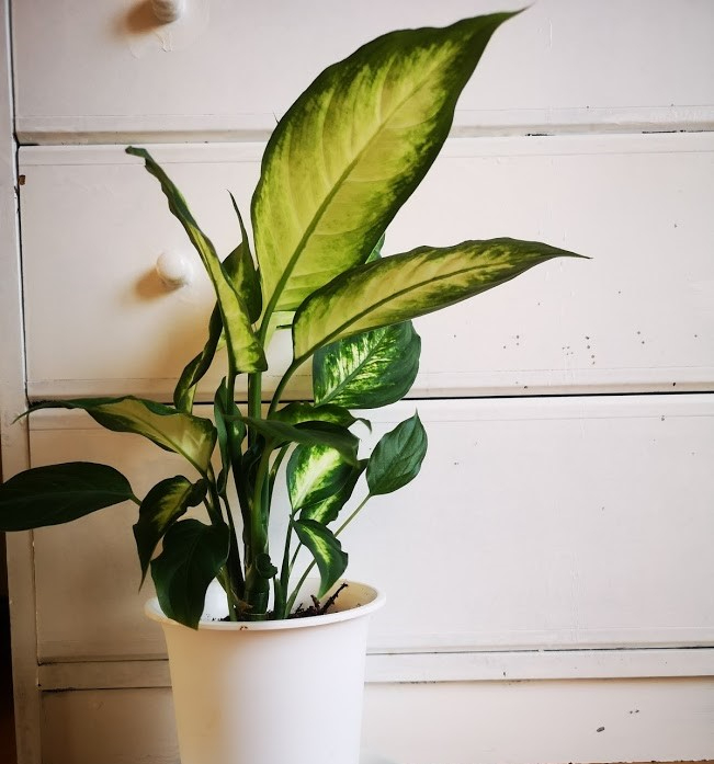 観葉植物2.jpg