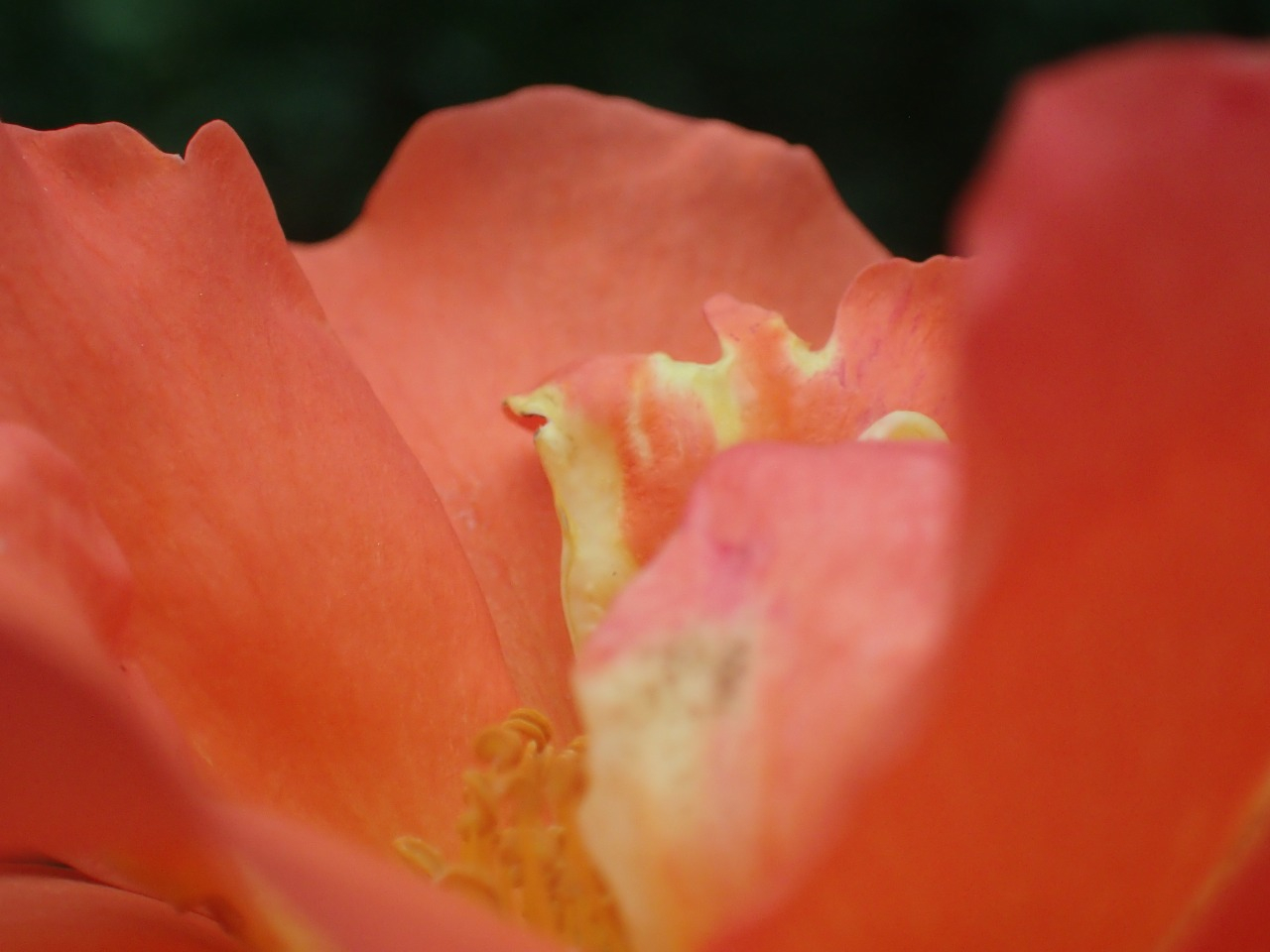 P5181161.JPG