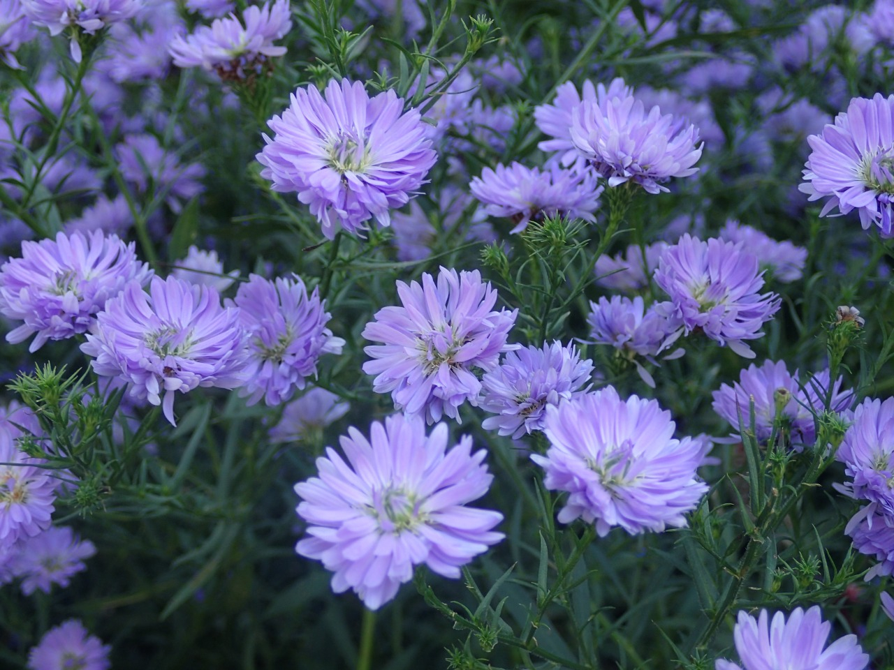 PB170078.JPG