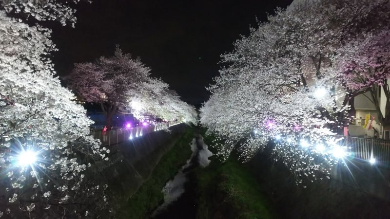 2024年桜13.jpg