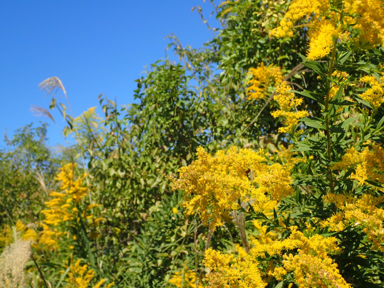 PA220563.JPG