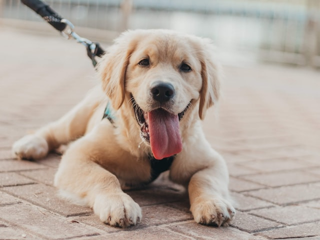 marissa-deck-AsIaznAyBMY-unsplash.jpg
