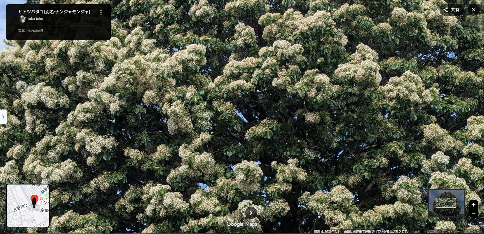 ナンジャモンジャノキ-9.JPG