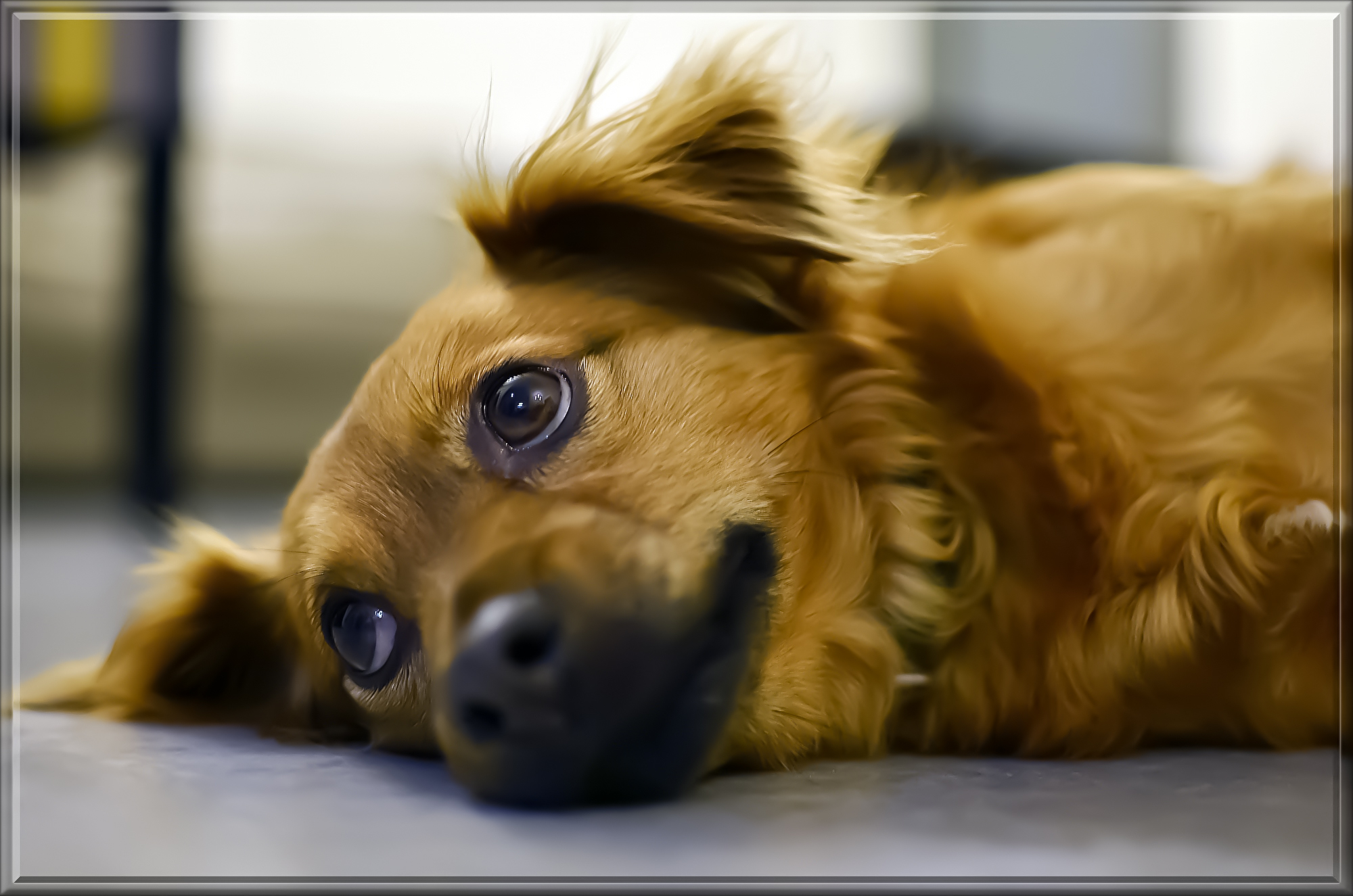 dog-3162467.jpg