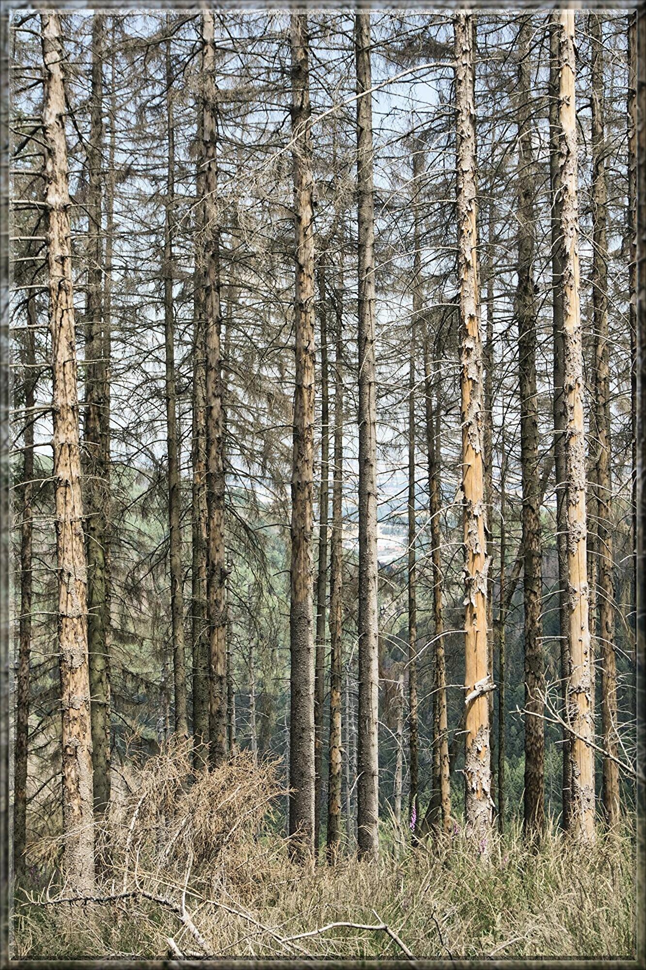 johannes-schenk-OLzrepgLN9A-unsplash.jpg