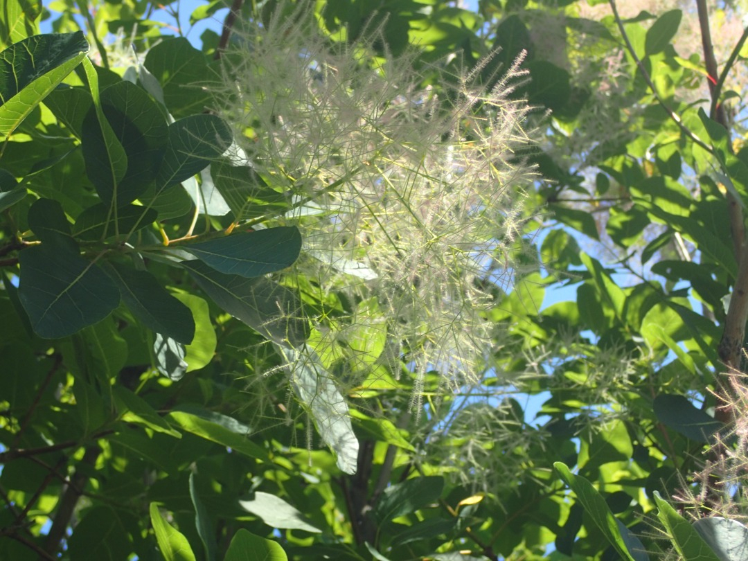 P5310067.JPG