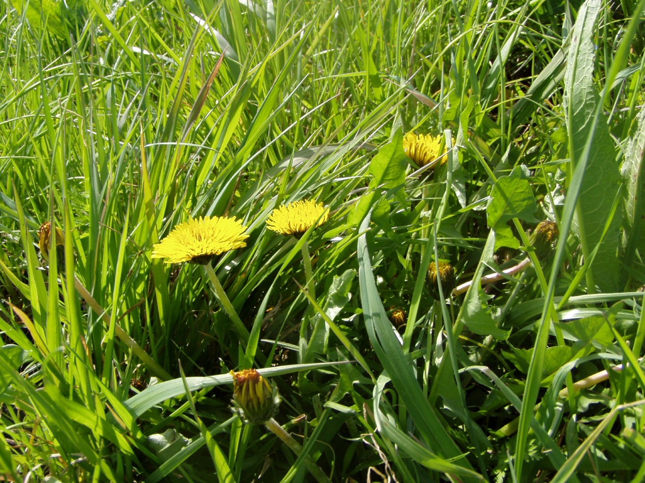 P1010018.JPG