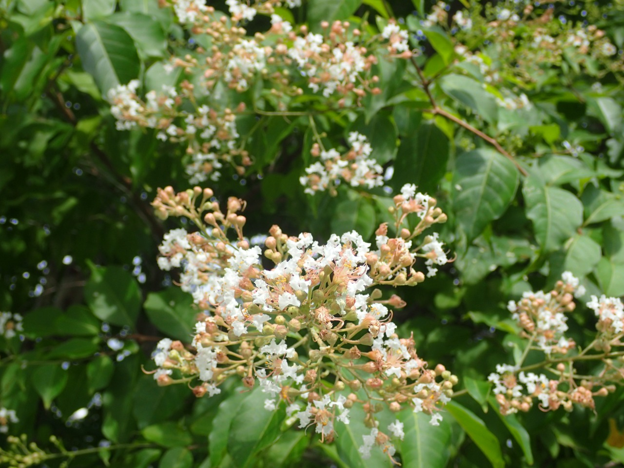 P7130005.JPG
