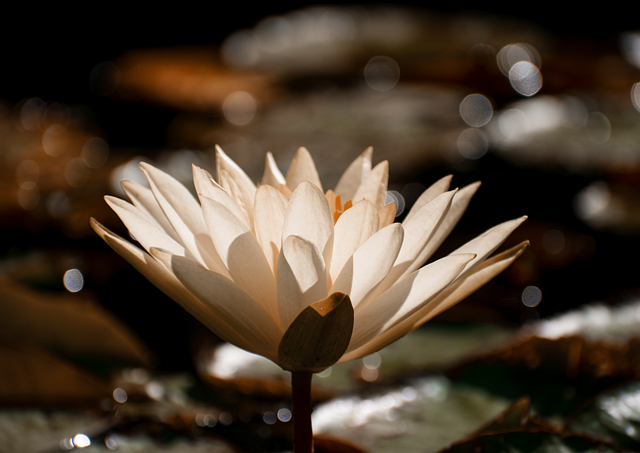 water-lily-8991682_640.png