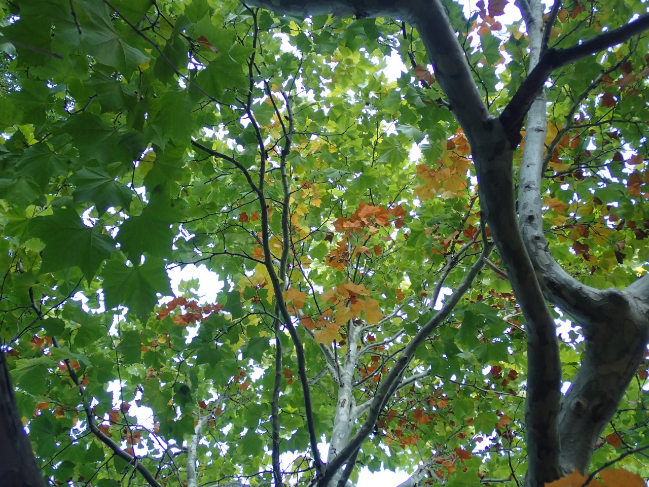PA221048.JPG