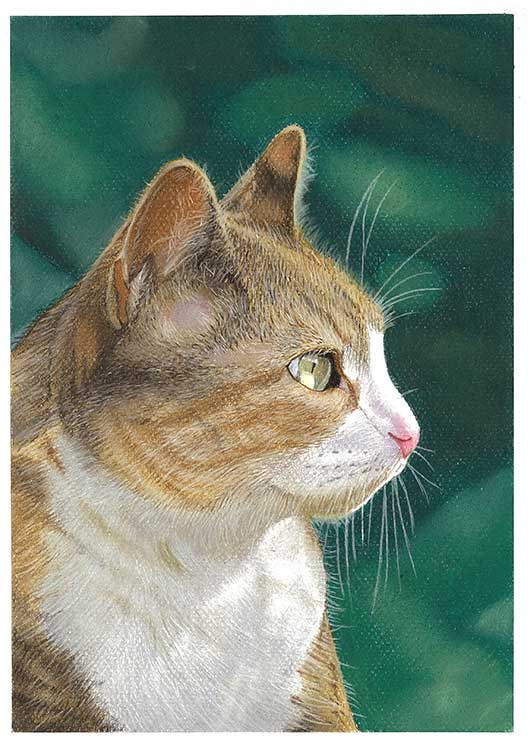 猫4.jpg