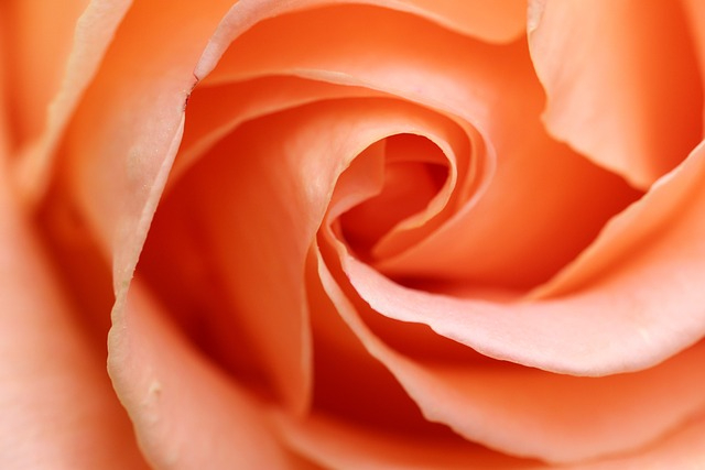 rose-5253655_640.jpg