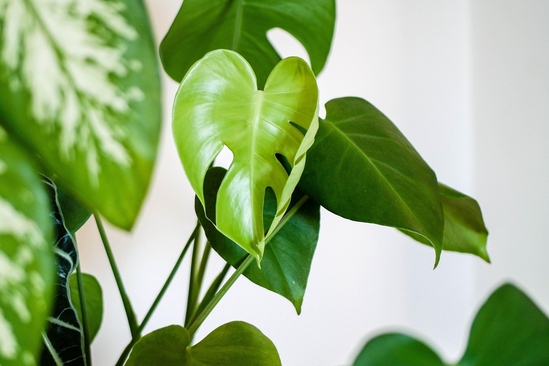 leonardoiheme-plant-4427146_1920-3.jpg
