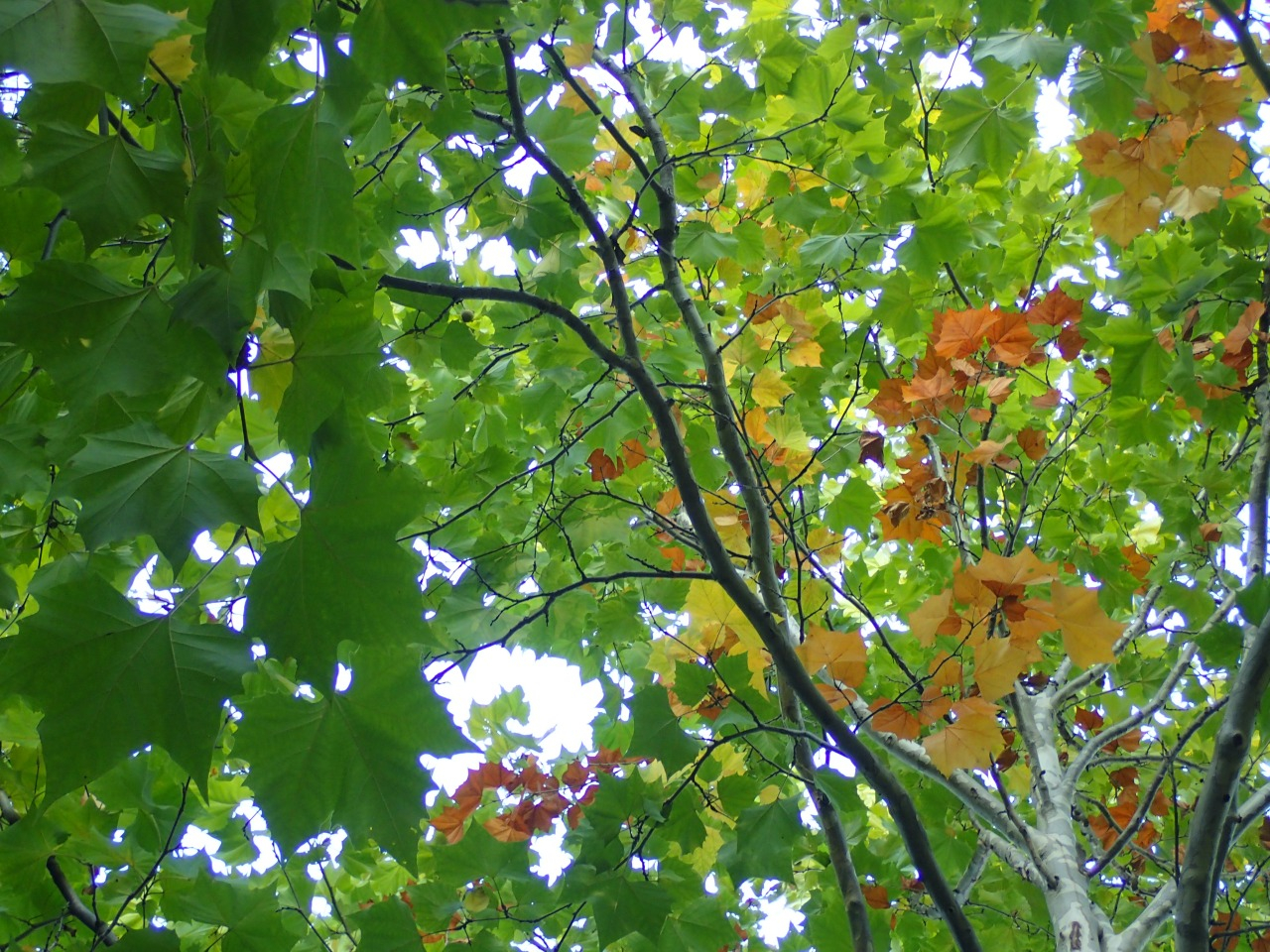 PA221063.JPG