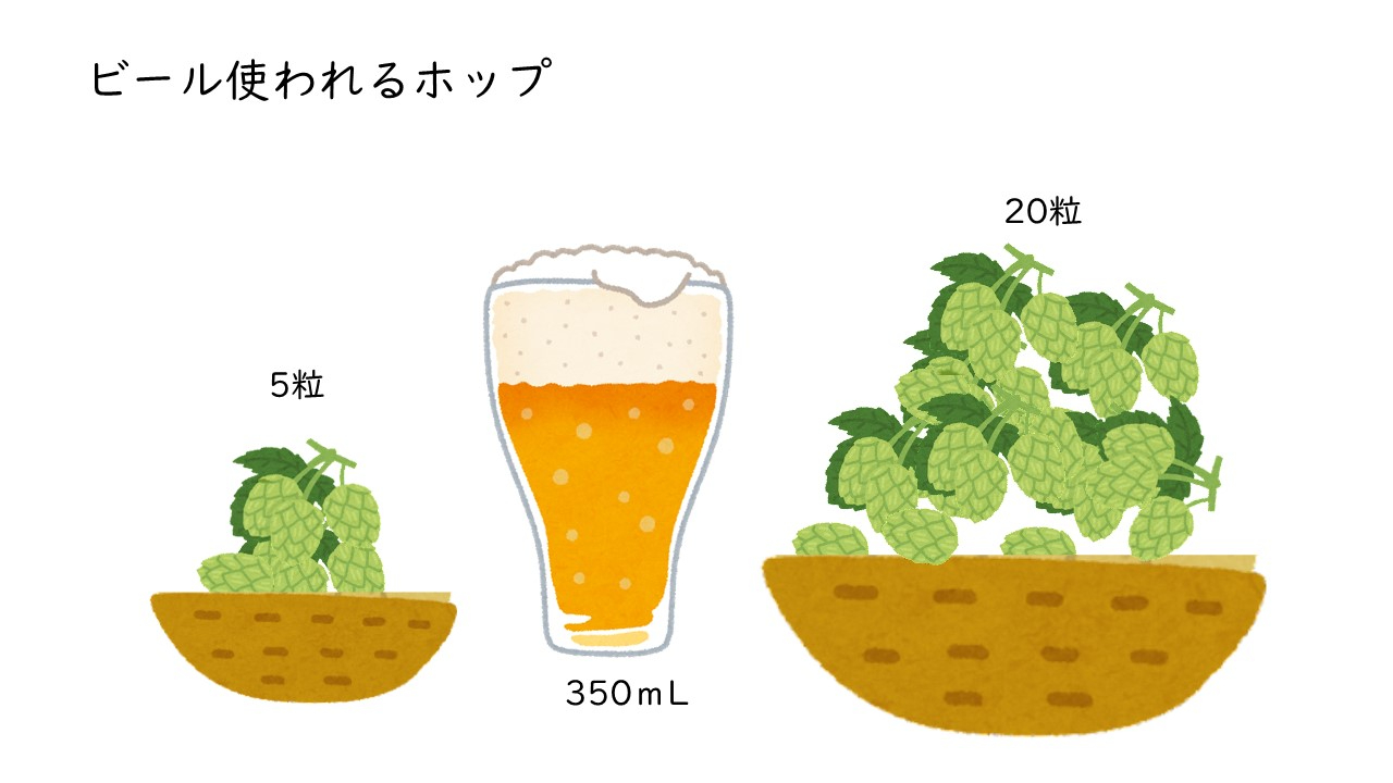 大量ホップ.jpg