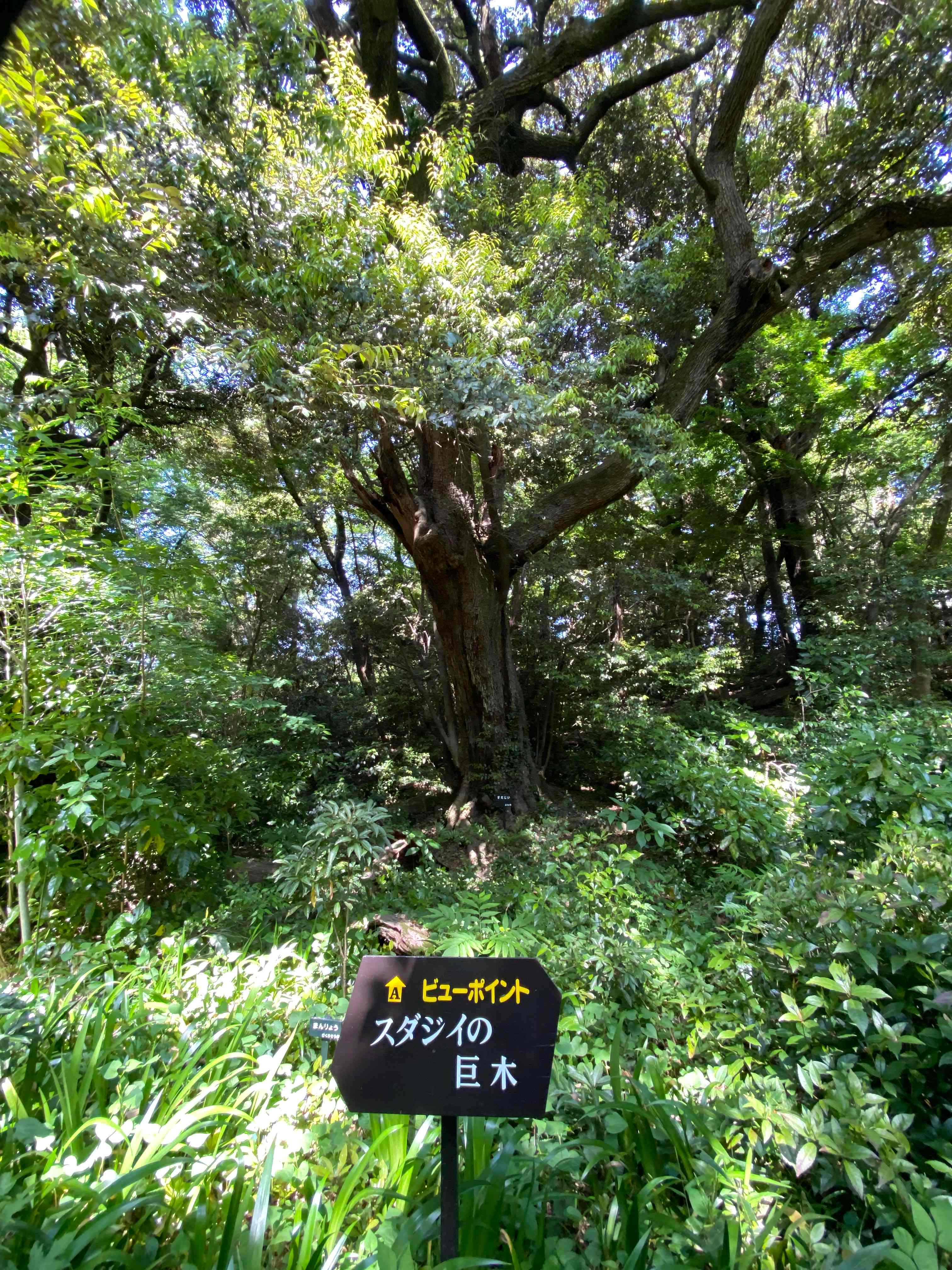 自然教育園1.jpg