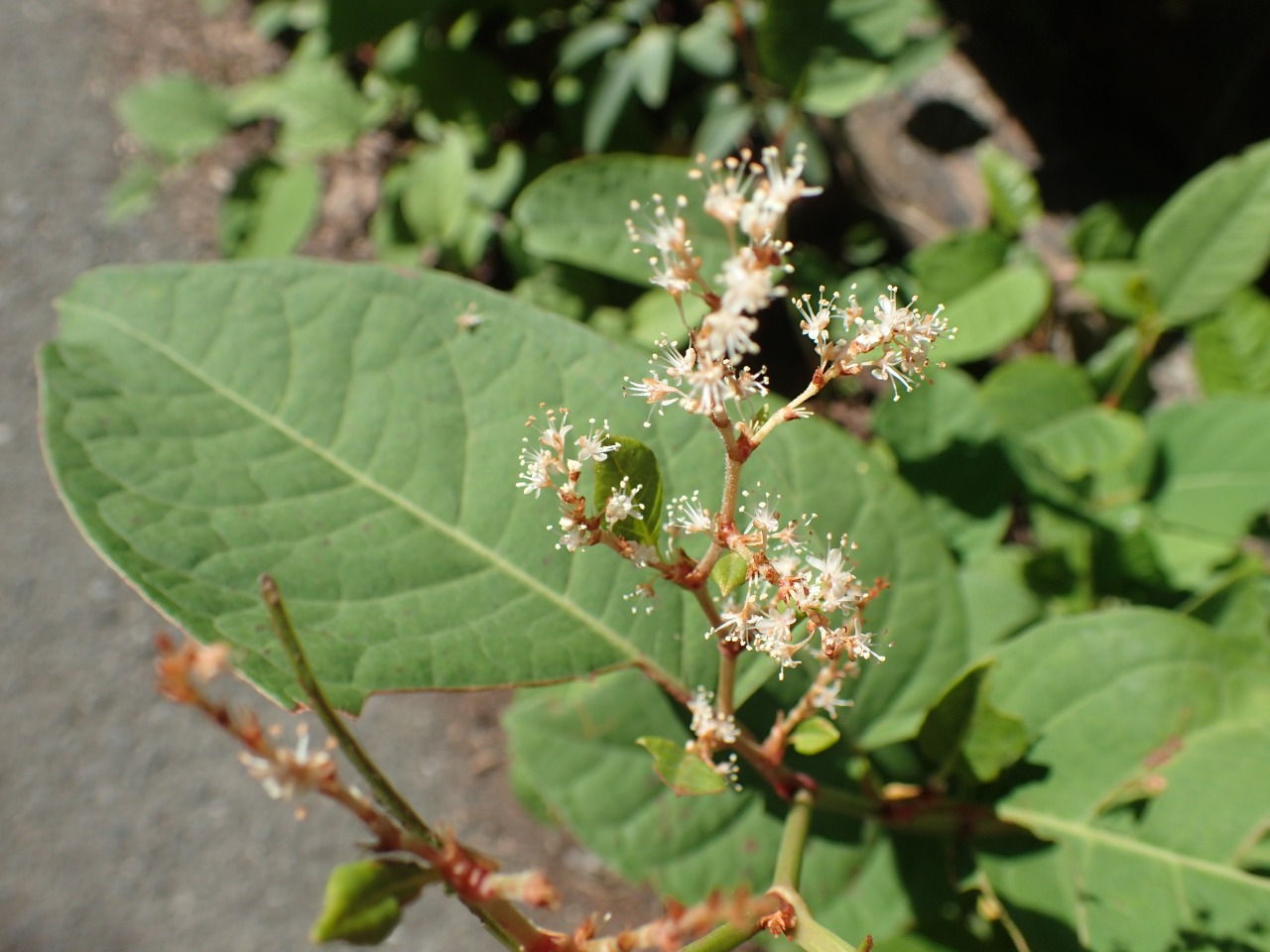 PA220365.JPG