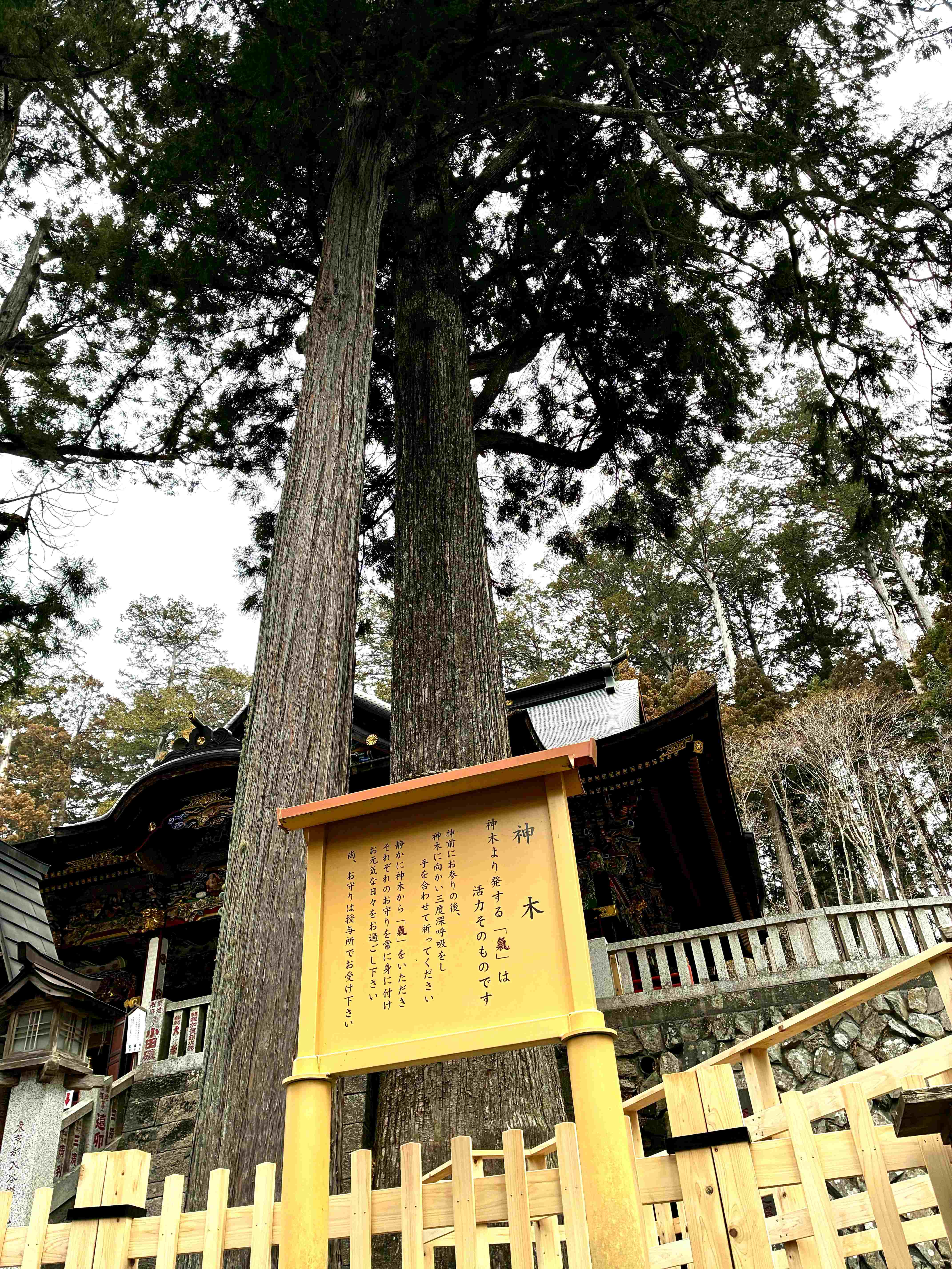 御神木.jpg