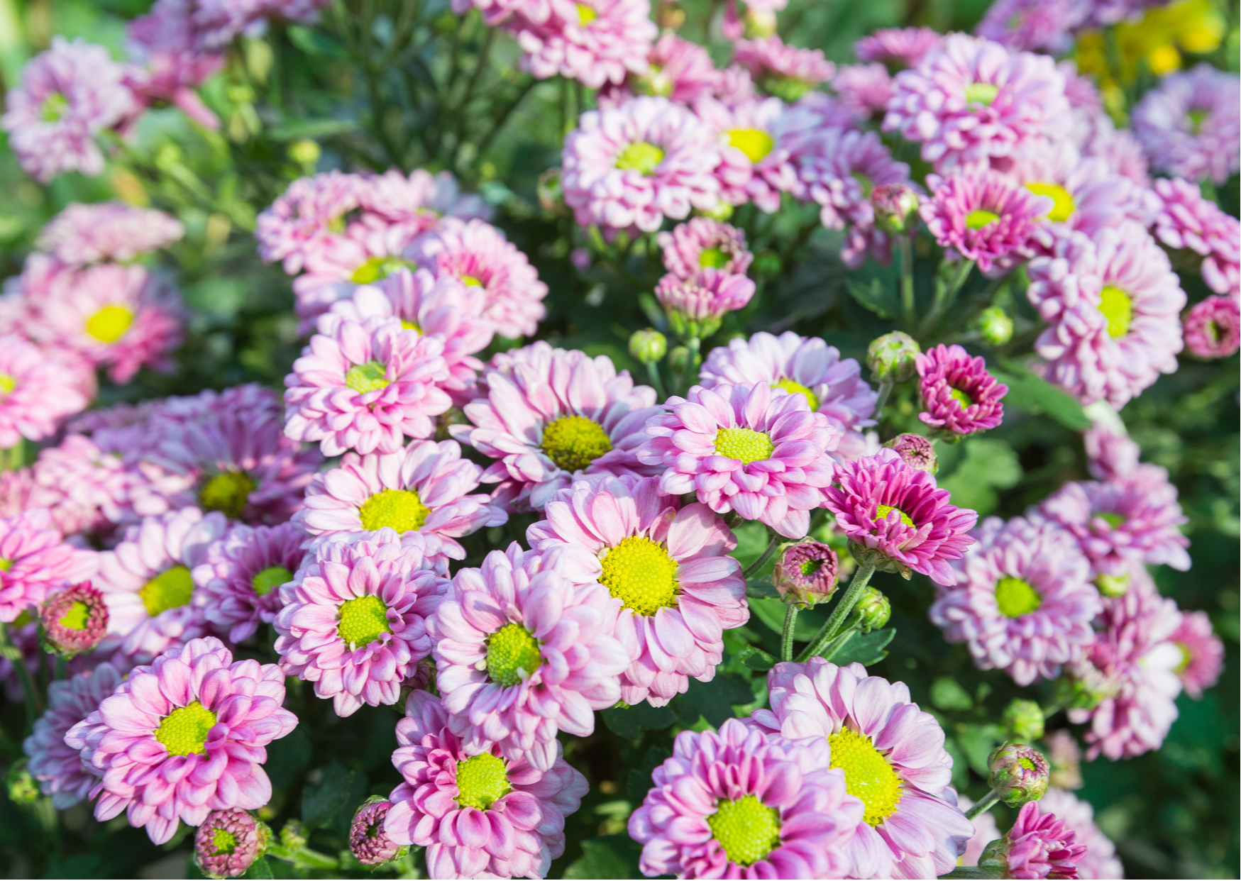 ココナラサムネ、満開の花.png