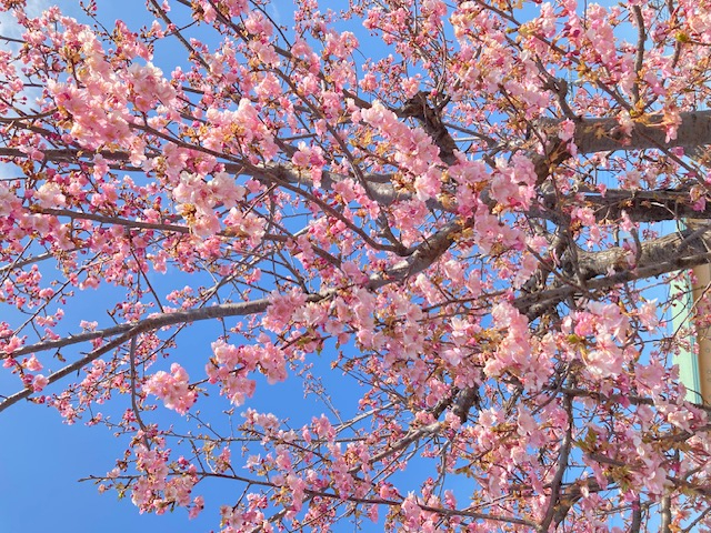 3月16日 sakura.jpg