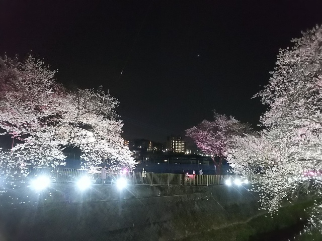 2026年の桜・夜桜8.JPG