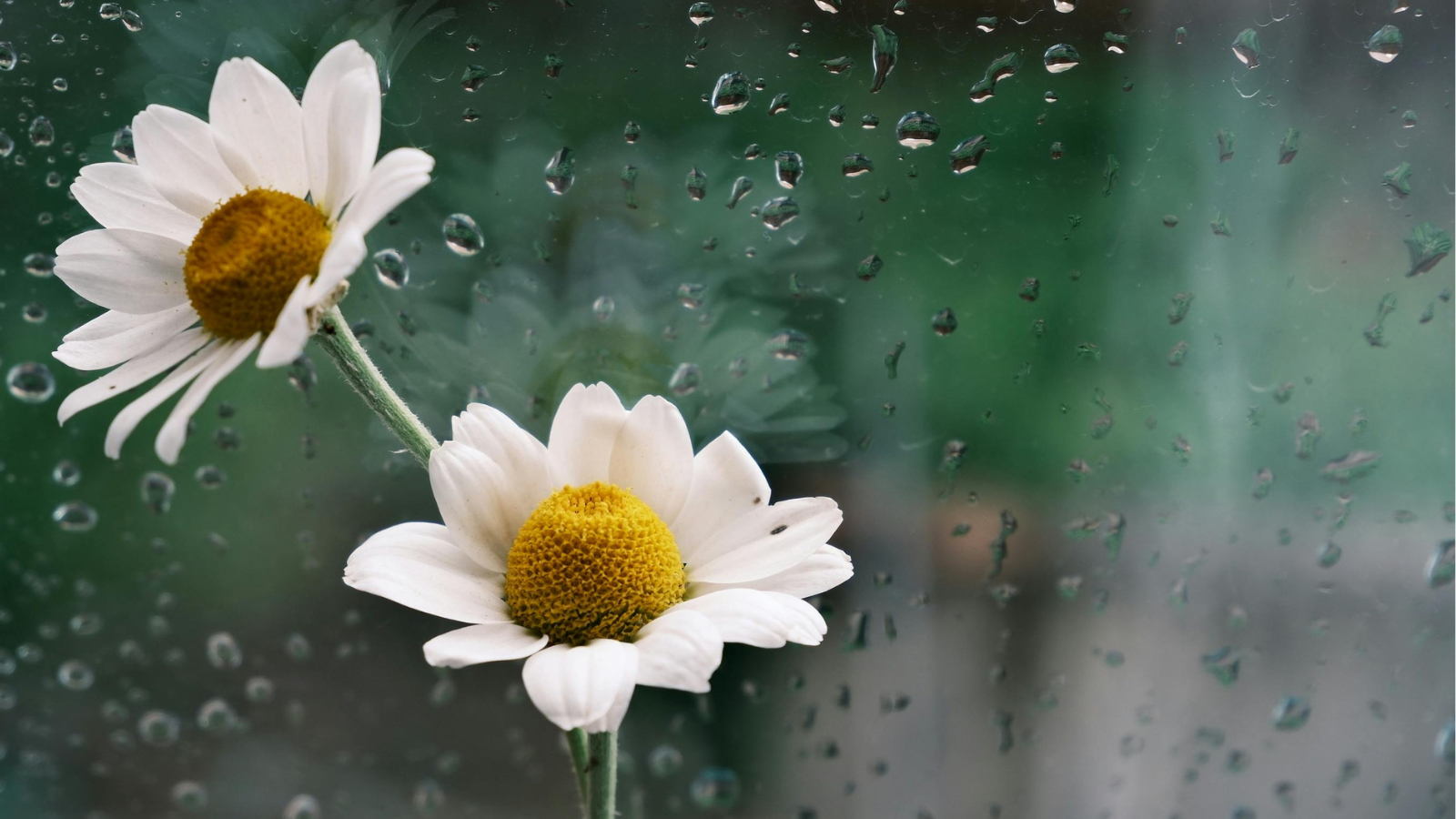 雨２.png