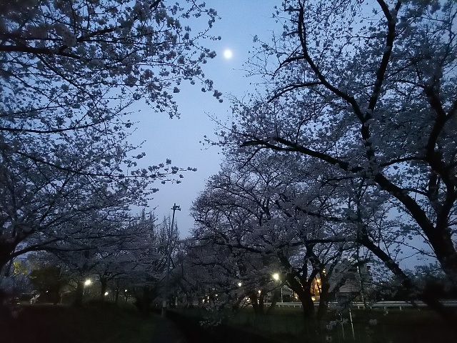 2026年の桜・三沢川の夕方3.JPG