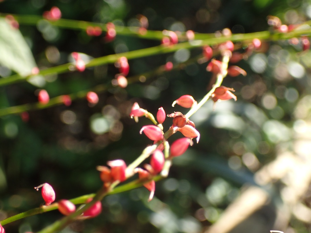 PA101037.JPG