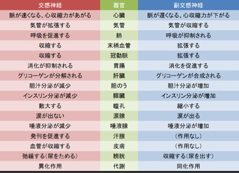 自律神経３.jpg