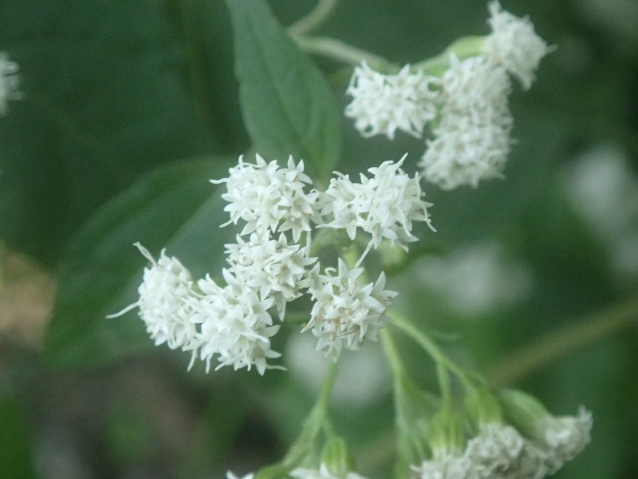 PA120343.JPG