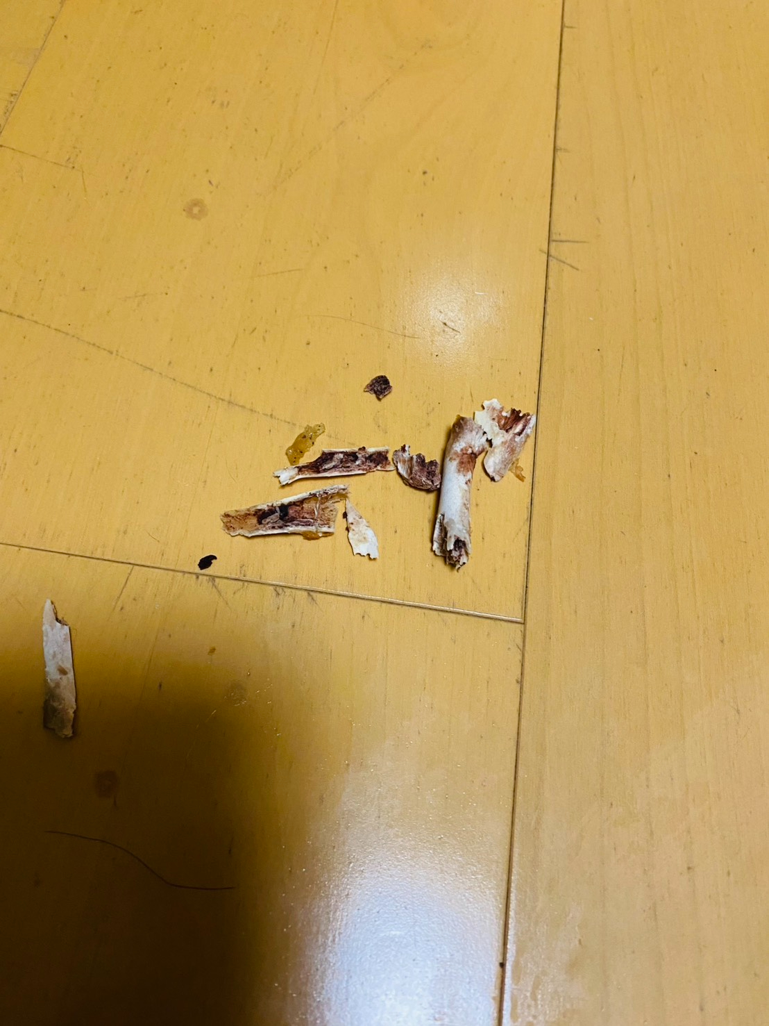 ぼろぼろの骨.jpg